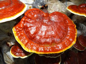 Pilze – Thema der Mykotherapie